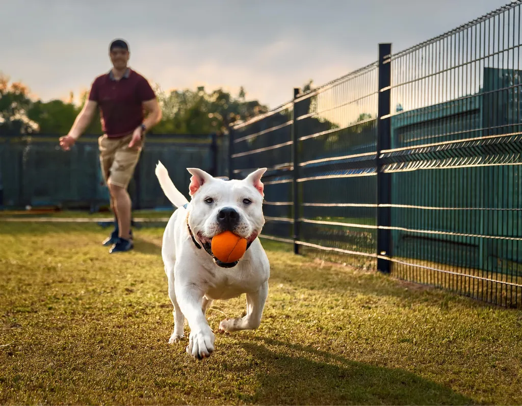 An American Staffordshire Terrier playing fetch with a ball with pet boarding staff in a secure fenced area.