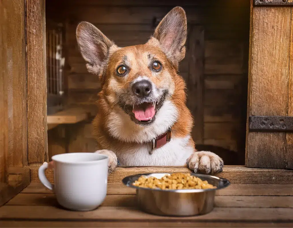 A happy dog in overnight dog boarding facility near Harrisonburg getting ready to eating breakfast.